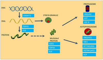 Cellular Chaperones As Therapeutic Targets in ALS to Restore Protein Homeostasis and Improve Cellular Function